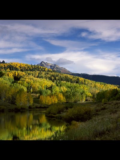 Купить греющую картину с фото лес предгорья