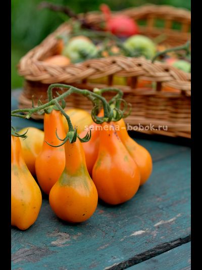 Томат Мила, 10 шт.