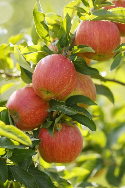 Яблоня Осеннее полосатое (Штрейфлинг) (осен.)