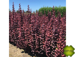 БАРБАРИС "ЧОКОЛАТ САММЕР" (ДЛЯ ВЫСОКОЙ ЖИВОЙ ИЗГОРОДИ)