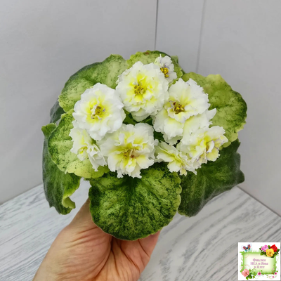 ЛЕ-Золото Нибелунгов Голд  (Е. Лебецкая) 2020 г. (лист укоренённый)