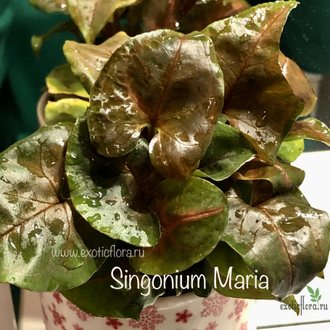Сингониум Мария / Singonium Maria