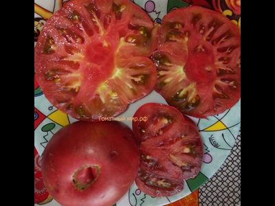 Томат Борония (Boronia) США