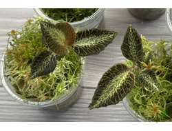 Драгоценная орхидея  Anoectochilus 'Silver Heart’