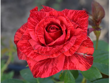 Ред интуишен роза