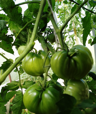 Семена томата Репа