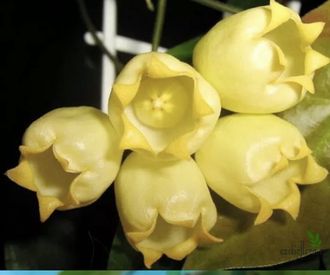 Hoya Inflata