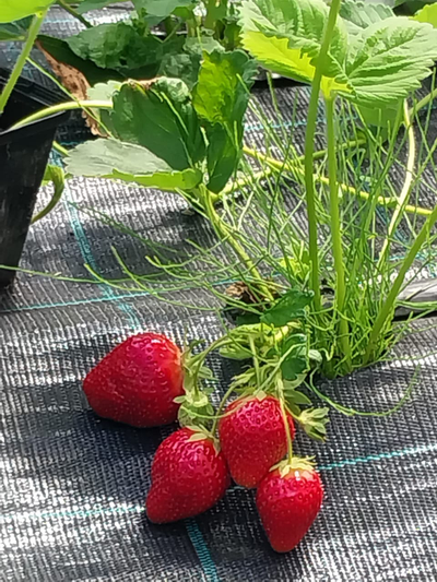 Варенье из органической клубники 400мл