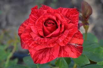 Ред интуишен роза