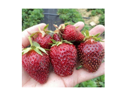 Студенческая