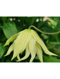 Княжик Golden Surprise (Голден Сюрпрайз), контейнер р9