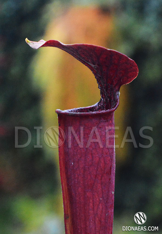 Sarracenia Flava var. Atropurpurea