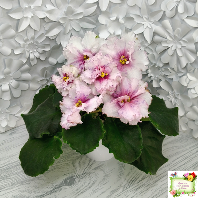 РМ-Ягодный Мармелад (Н.Скорнякова) 2019 г.