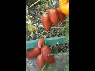 Томат Корейский длинноплодный