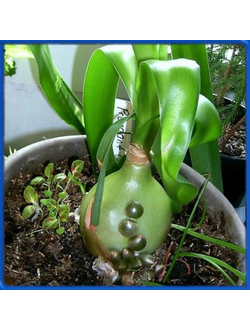 Ornithogalum caudatum