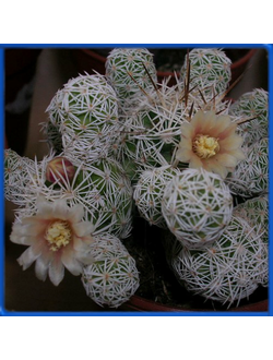 Mammillaria gracilis