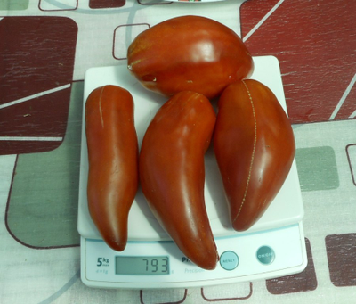 Томат Сибирский казак