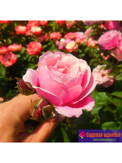 Дитер Мюллер (Dieter Muller)