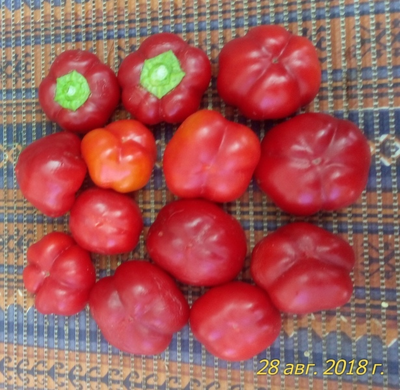 Перец сладкий Ботинечка зута (Botinecka Zuta, Хорватия)