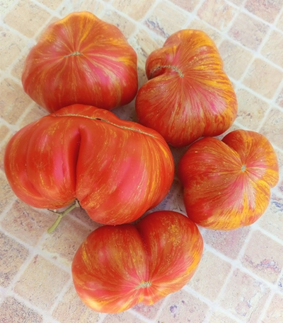 Томат Джаз восхода (Sunrise Jazz, Джаз на Восходе)