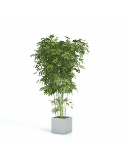 кашпо Бамбук в кашпо 206