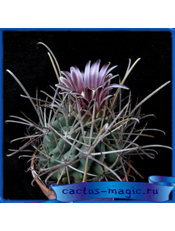 Glandulicactus uncinatus
