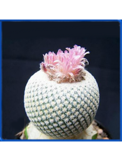 Epithelantha bokei RS 522