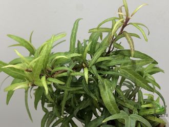 Плющ звёздчатый  / Hedera sagittifolia