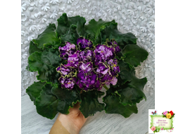 АВ-Гром и Молнии (Фиалковод) 2019 г.