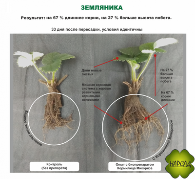 МИКОРИЗА (БИОСТИМУЛЯТОР РОСТА КОРНЕЙ) 30 г