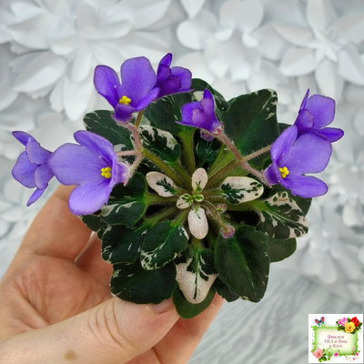 Н-Синий Лён (Н. Бердникова) 2015 г. трейлер