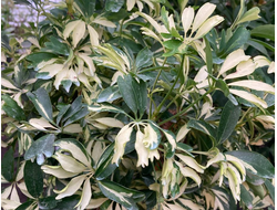 Шефлера Древовидная