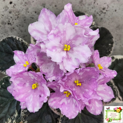 Rivermist Beguiling (J. Baker) (стартер)