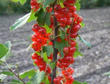 Серпантин