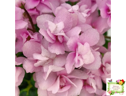 Goldilocks (L.Ray) (Голдилокс) (гёрл-лист с кроновой пестролистностью)