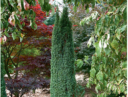 Можжевельник обыкновенный Arnold, C2