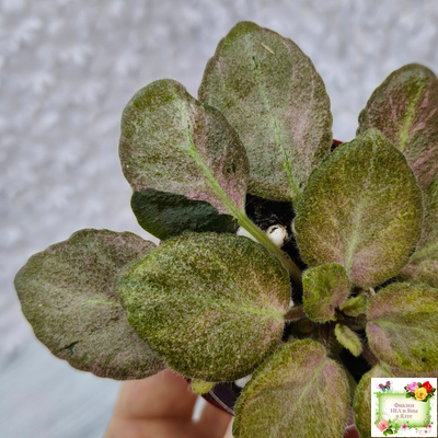 ОЗ-Viola-Tesoro (О. Завадська) листовая химера