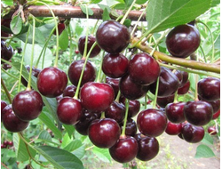 Харитоновская(вишня)