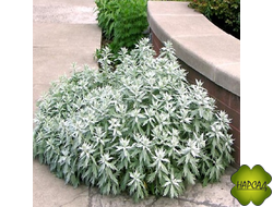 ПОЛЫНЬ ЛЮДОВИКА "VALERIE FINNES"