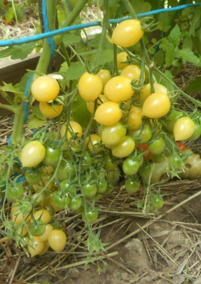 Томат Сумасшедшие вишни Барри (Barry's crazy cherry)