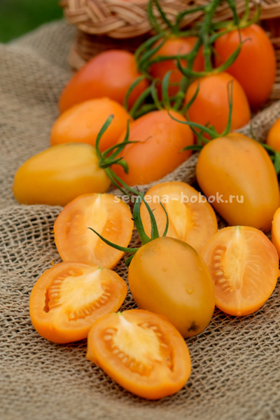 Томат Orange Roma (Оранжевый Римский), 10 шт