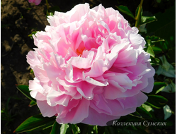 Пион Pink Heart Throb (Пинк Харт Троб)