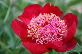 Paeonia Walter Mains