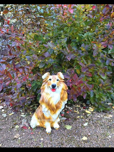 КОЛЛИ - садовая фигура 35*21см  1,3кг   экологичный полистоун Россия  1877/012210* Не боится влаги и перепадов температур.