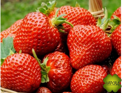 КЛУБНИКА "ФЛОРЕНС" (СРЕДНЕСПЕЛАЯ, КРУПНАЯ, ПОЧТИ БЕЗ УСОВ)