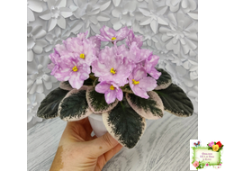 Rivermist Beguiling (J. Baker) (10971) 04/13/2018