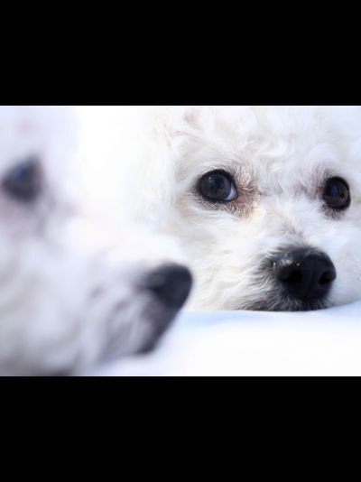 Купить греющую картину с фото щенки