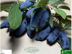 Жимолость "Дочь Великана"