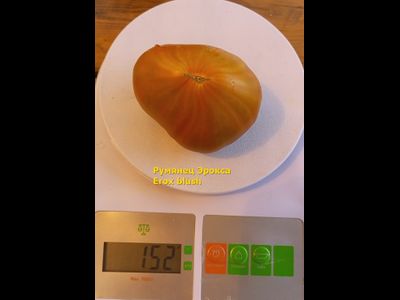 Томат Румянец Эрокса (Erox Blush)