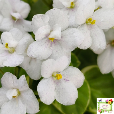 Ва-Банк (Л. Мещерякова) листовая химера (стартер сорт)